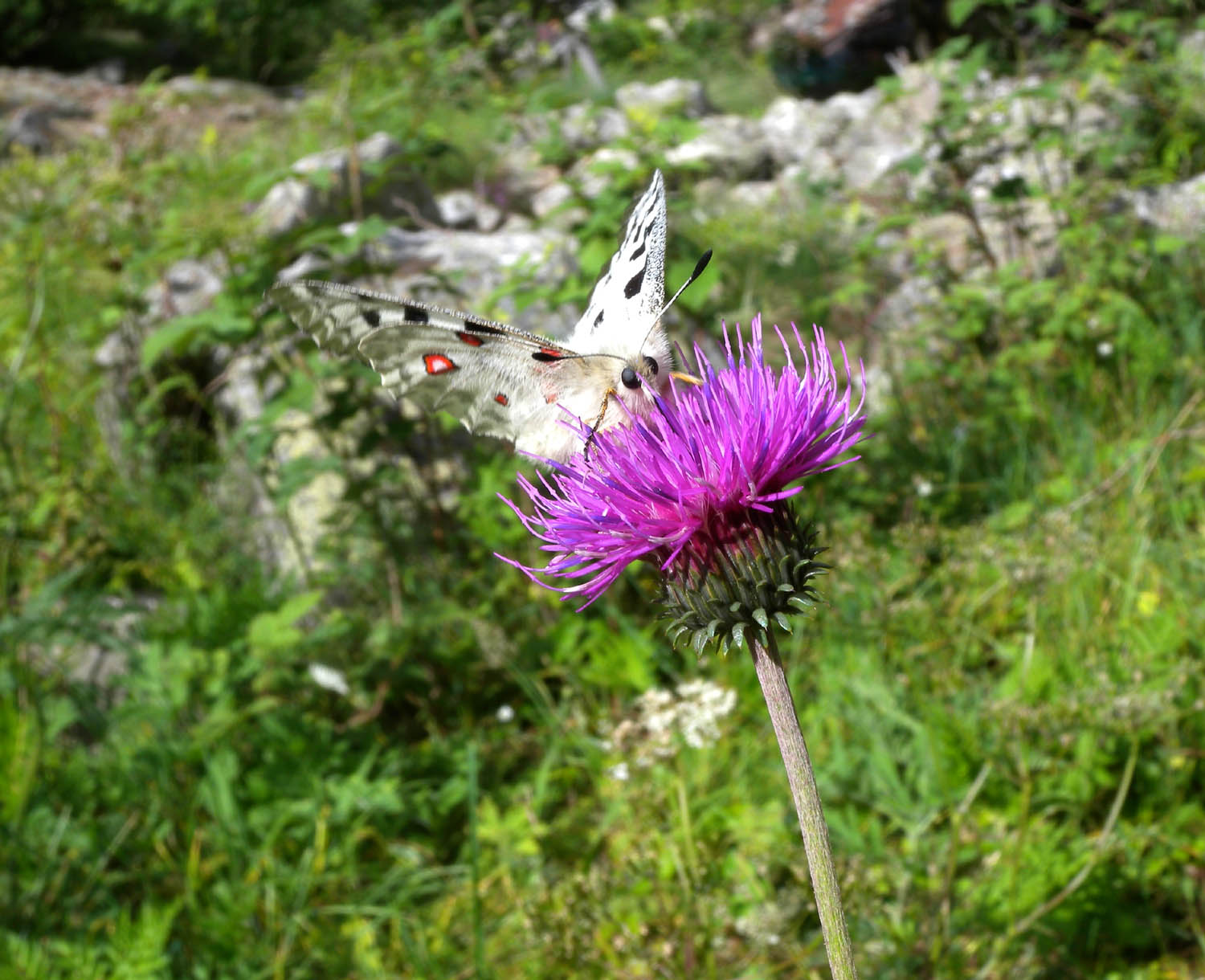 Parnassius apollo - Papilionidae..........dal Trentino